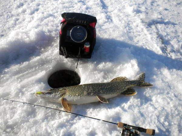 Эхолот на льду и пойманная рыба