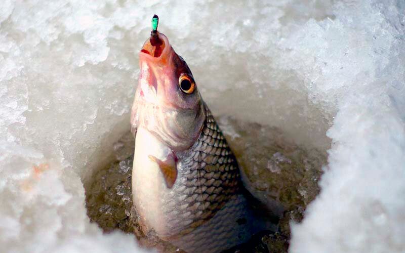 Ловля плотвы на черта зимой – увлекательная рыбалка, требующая навыков