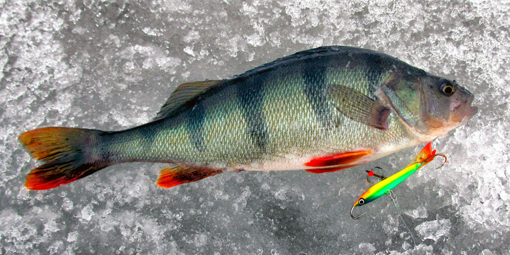 Фото рыбы на льду