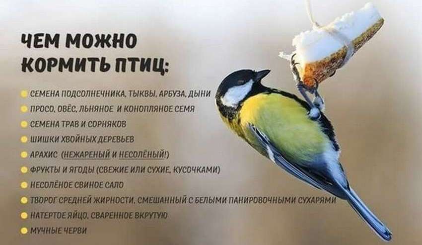 как кормить птиц 