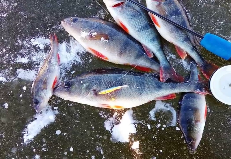 Леска для зимней рыбалки на окуня
