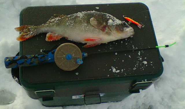 окунь на зимнем рыболовном ящике