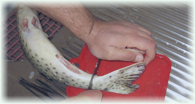 отрезание хвоста у рыбы
