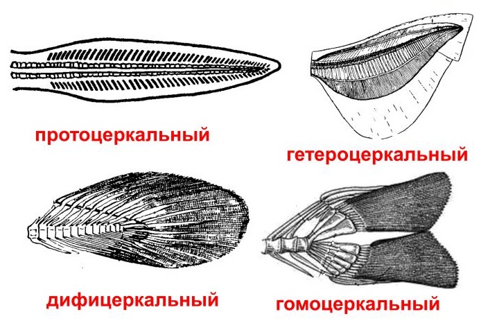 Класс хрящевые рыбы – примеры