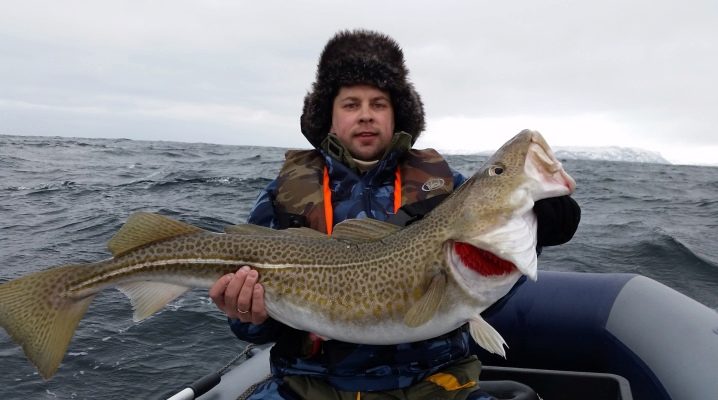 Рыбалка на треску в Мурманске и Мурманской области 