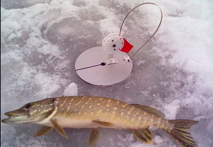 видео рыбалка зимой на жерлицу крупная щука